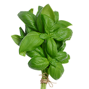 Buy Wholesale Basil from Greenworld