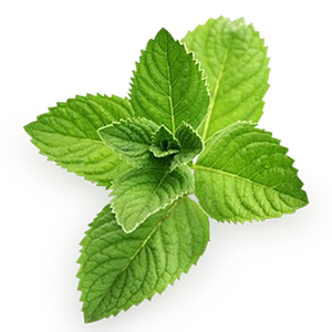 Wholesale Mint from Greenworld