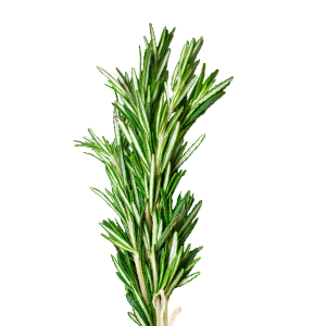 Buy Wholesale Rosemary from Greenworld