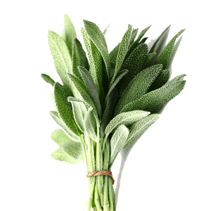 Buy Wholesale Sage from Greenworld