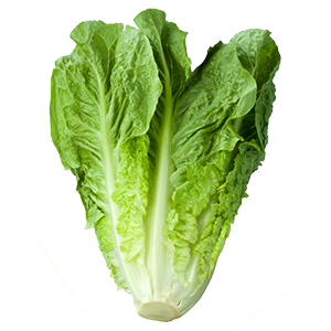 Wholesale Lettuce Supplier - Greenworld